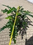 Philodendron surprice - XXL