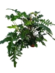 Philodendron surprice - XXL