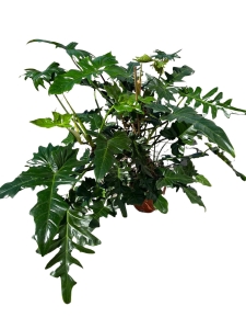 Philodendron surprice - XXL