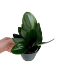 Scindapsus Treubii Dark Form - M