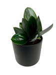 Scindapsus Treubii Dark Form - M