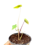 Colocasia Pharaoh's Mask - S