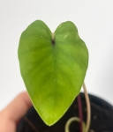 Colocasia Pharaoh's Mask - S