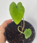 Colocasia Pharaoh's Mask - S