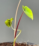 Colocasia Pharaoh's Mask - S