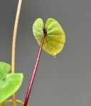 Colocasia Pharaoh's Mask - S