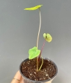 Colocasia Pharaoh's Mask - S