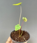 Colocasia Pharaoh's Mask - S