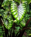Colocasia Pharaoh's Mask dorosła forma