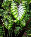 Colocasia Pharaoh's Mask dorosła forma