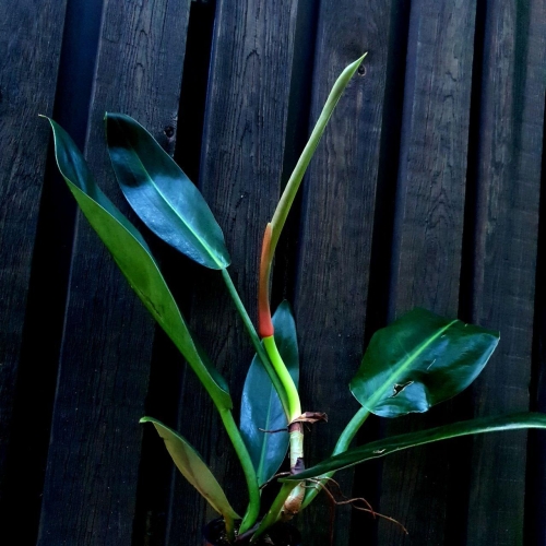 Philodendron ruizii 
