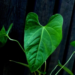 Anthurium rotundistigmatum