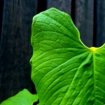 Anthurium rugolusum