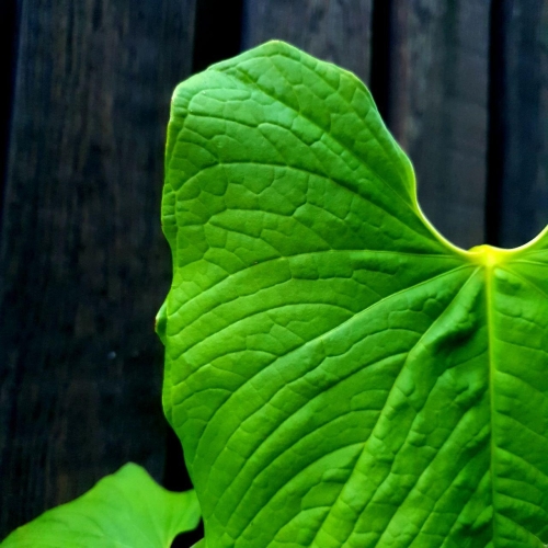 Anthurium rugolusum