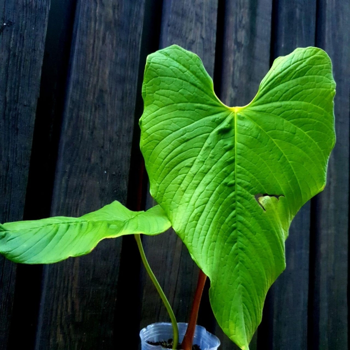 Anthurium rugolusum
