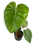Philodendron McDowell jedna z roślin