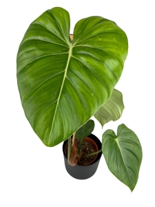 Philodendron Mc Dowell