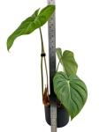 Philodendron McDowell w osłonce