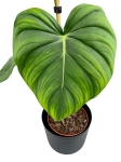 Philodendron McDowell liść