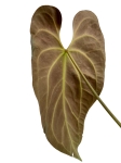 Anthurium besseae aff. - L