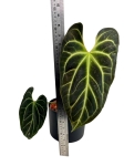 Anthurium besseae aff. - L
