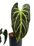 Anthurium besseae aff. - L