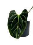 Anthurium besseae aff. - L