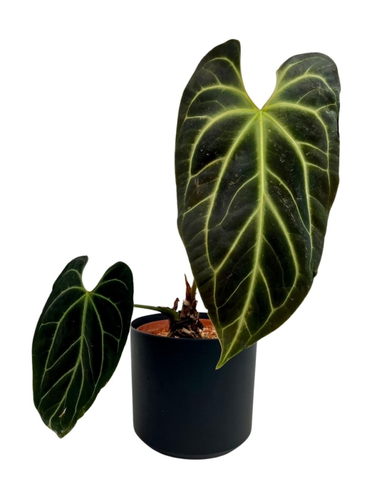 Anthurium besseae aff. - L