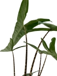 Alocasia Tigrina Superba - L