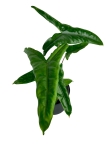 Alocasia Tigrina Superba - L