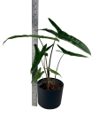 Alocasia Tigrina Superba - L