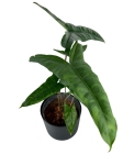 Alocasia Tigrina Superba - L