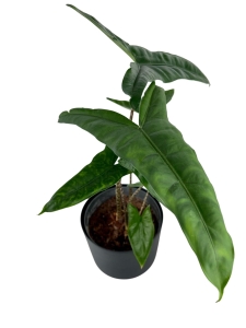 Alocasia Tigrina Superba - L
