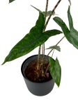 Alocasia Tigrina Superba - L