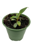 Philodendron nangaritense - S