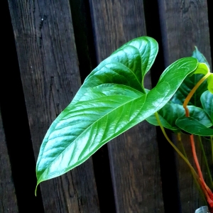Anthurium cabrerense