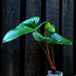 Anthurium cabrerense 1