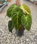 Philodendron Splendid