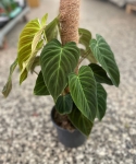 Philodendron Splendid - na paliku