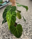 Philodendron Splendid - na paliku