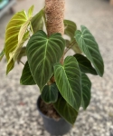 Philodendron Splendid - na paliku