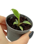 Philodendron nangaritense - S