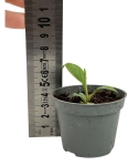 Philodendron nangaritense - S