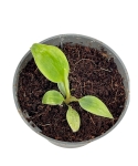 Philodendron nangaritense - S