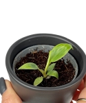 Philodendron nangaritense - S