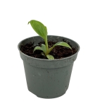 Philodendron nangaritense - S