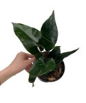 Anthurium nigrolaminum gigi ANG1_3.jpg