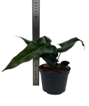 Anthurium nigrolaminum gigi ANG1_1.jpg