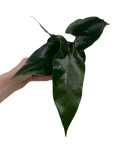 Anthurium nigrolaminum gigi ANG1_2.jpg