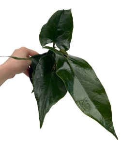 Anthurium nigrolaminum Gigi ANG1 - M